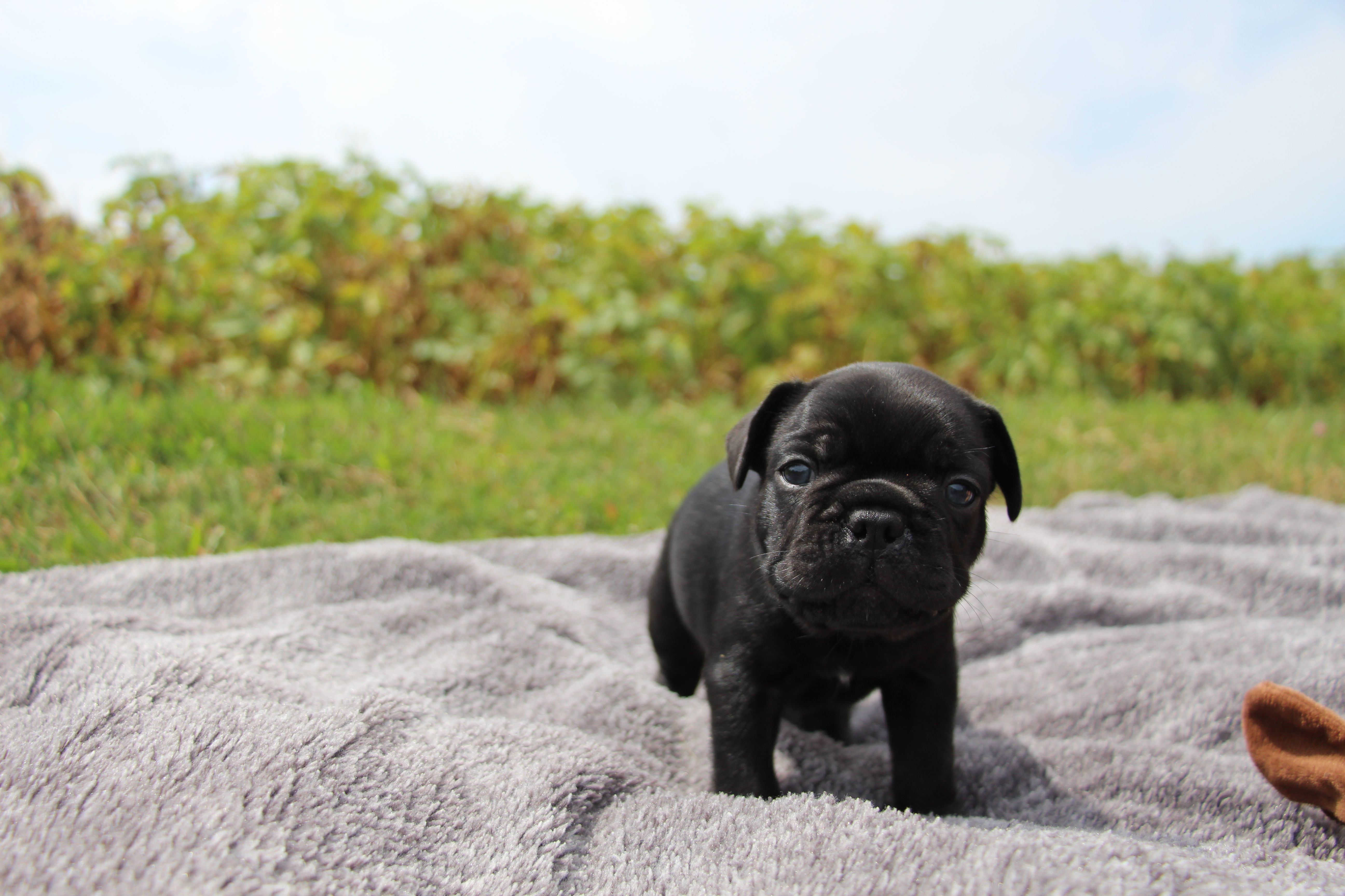 <svg class='green'></svg> <b>Mr.Sirius Black</b> <svg class='green'></svg>